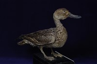 藏品(尖尾鴨)的圖片